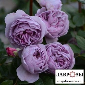 Лавендер Букет/ Lavender Bouquet