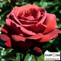 Терракота/ Rose Terracotta/ Осень