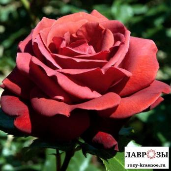 Терракота/ Rose Terracotta/ Осень