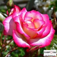 Хендель/ Rose Handel