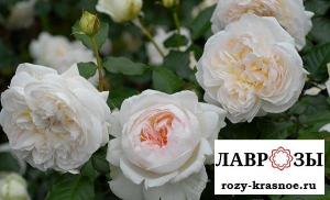 Сюр ла Неж/Rose Sur la Neige