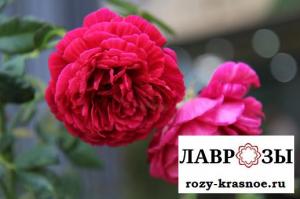 Лигар 230/ Rose Ligare 230