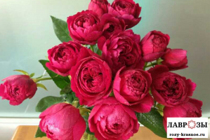 Лигар 230/ Rose Ligare 230