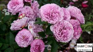 Лавендер Айс (Lavender Ice)