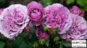 Лавендер Айс (Lavender Ice)