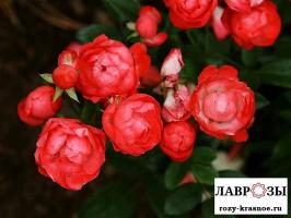 Оранж Морсдаг / Rose Orange Morsdag/