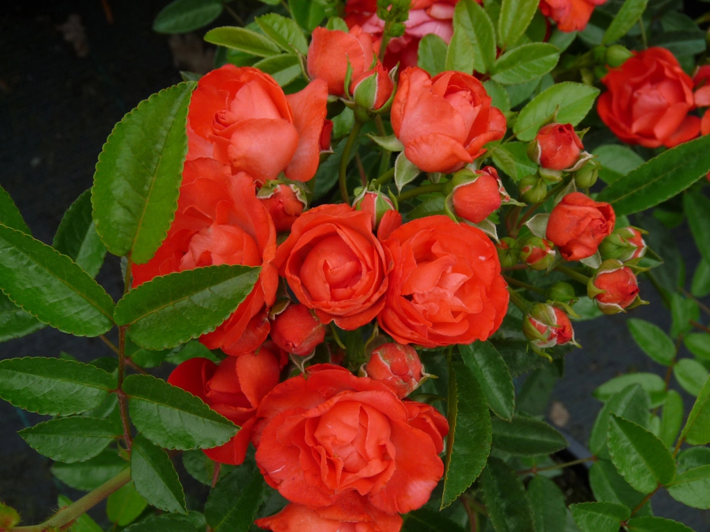 Оранж Морсдаг / Rose Orange Morsdag/