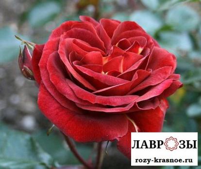Браун Вельвет / Rose Brown Velvet