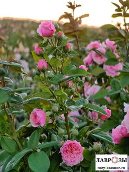Уильям Кристи / Rose William Christie/