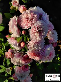 Уильям Кристи / Rose William Christie/