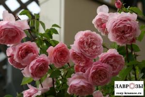 Соня Рикель | Rose Sonia Rykiel (Шраб) (Осень 2026)