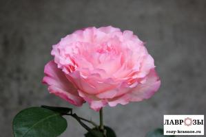 Майра Пинк | Mayra Pink | ( Осень 2026 )