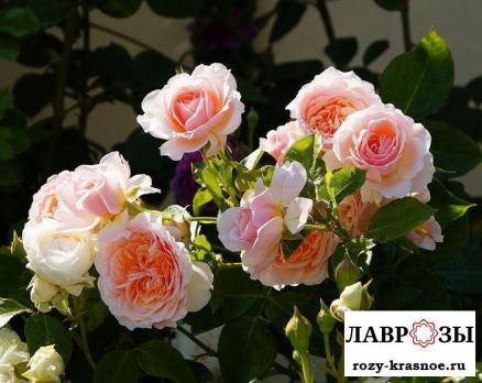 Парфюм д орлеан/Rose Parfum d'Orleans