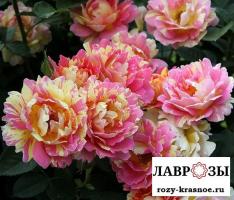 Роз де Цистерсьен (Rose Des Cisterciens)