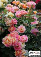 Роз де Цистерсьен (Rose Des Cisterciens)