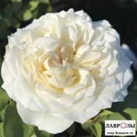 Фриденслихт /Rose Friedenslicht/