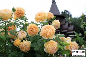 Голден Селебрейшен (Golden Celebration)