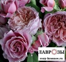 Французское платье / Rose Robe a la francaise