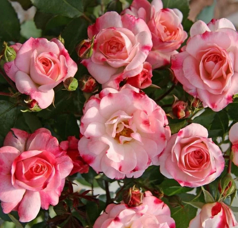 Розенштадт Фрайзинг / Rose Rosenstadt Freising/