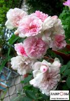 Флер де Сардин ( Fleur de Sardaigne)