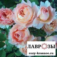 Роз де Жерберуа(Rose de Gerberoy )