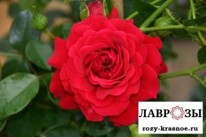 Гранд Авард(Grand Award)