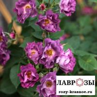 Принцесса Сибилла де Люксембург