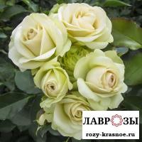 Лавли Грин(Lovely Green)