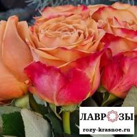 Пиммс | Pimms | ( Осень 2026 )