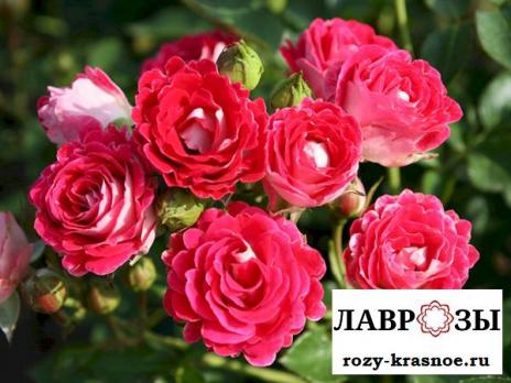 Шоне Кобленцерин(Schöne Koblenzerin)
