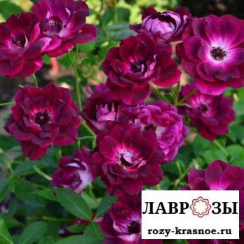 Бургунди Айс (Burgundy Ice)