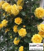 Римоза(Rimosa)