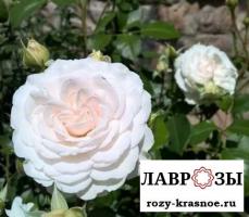 Грейт Ноф Истэн Роуз/ Great North Eastern Rose